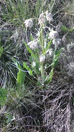 ریندرا لاناتا